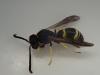 Ancistrocerus sp.